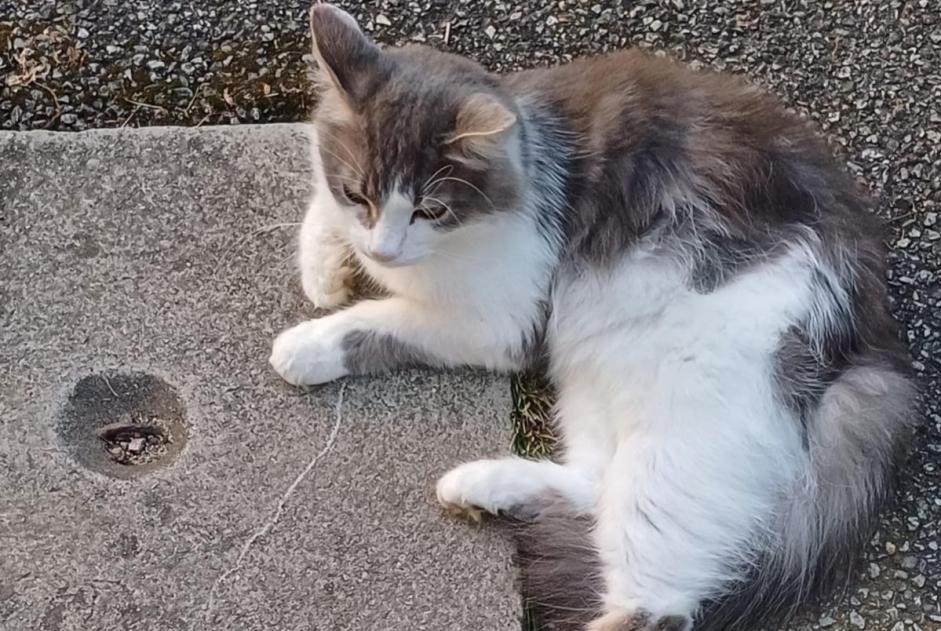 Vermisstmeldung Katze rassenmischung  Männliche , 4 jahre Brié-et-Angonnes Frankreich