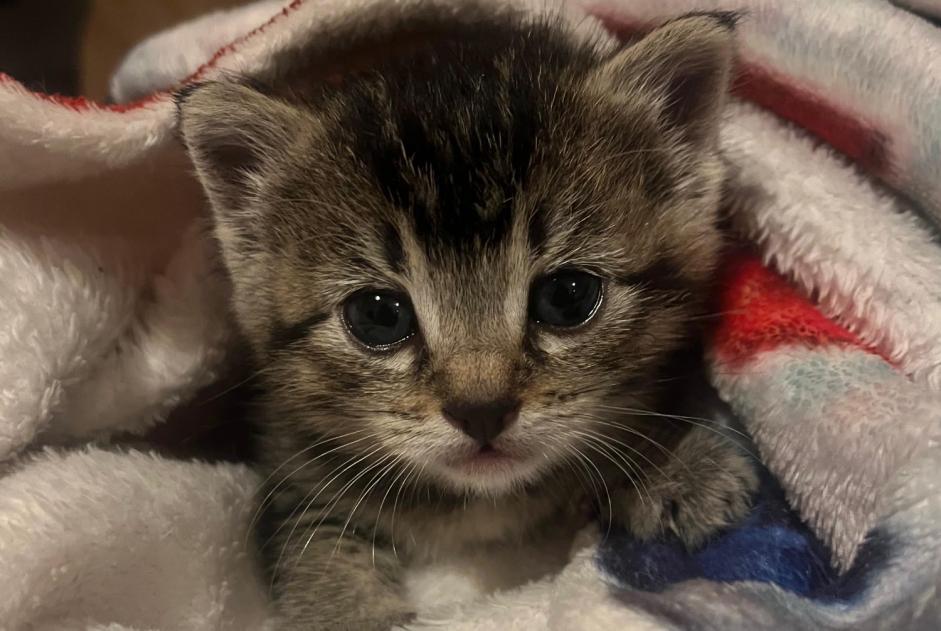 Fundmeldung Katze Unbekannt Grenoble Frankreich