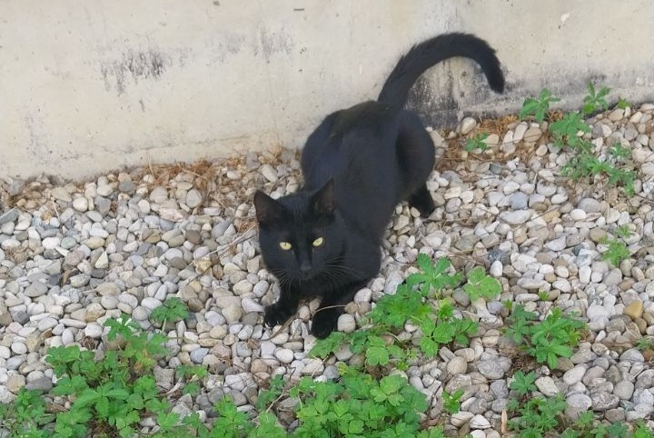 Alerta de Desaparición Gato Macho , 13 años Saint-Martin-d'Hères Francia